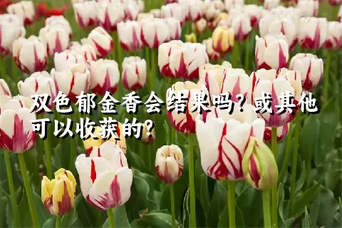 双色郁金香会结果吗？或其他可以收获的？