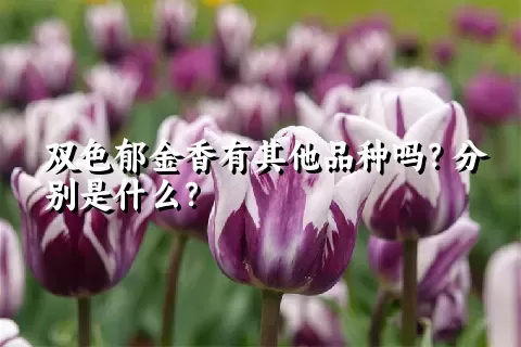 双色郁金香有其他品种吗？分别是什么？