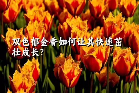 双色郁金香如何让其快速茁壮成长？