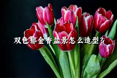 双色郁金香盆景怎么造型？