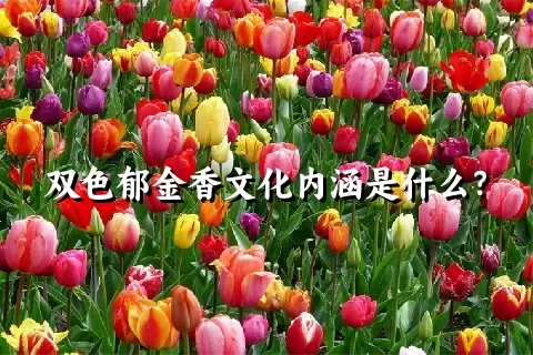 双色郁金香文化内涵是什么？