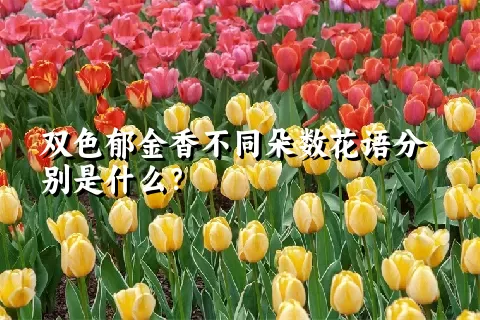 双色郁金香不同朵数花语分别是什么？