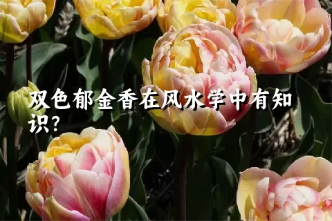 双色郁金香在风水学中有知识？