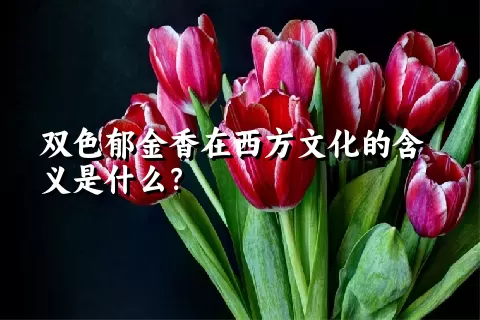 双色郁金香在西方文化的含义是什么？