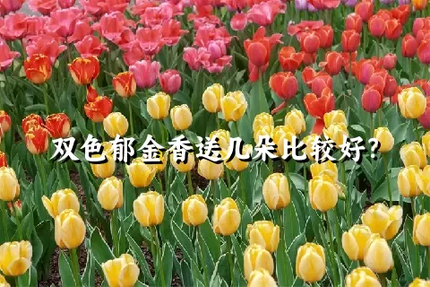 双色郁金香送几朵比较好？