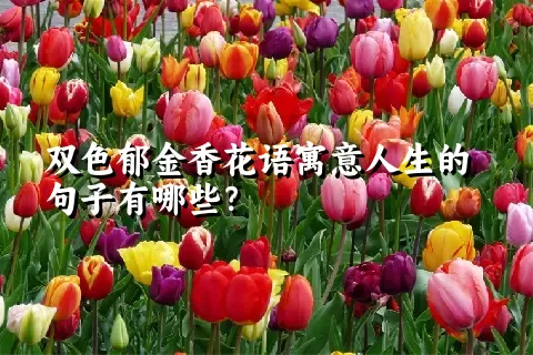 双色郁金香花语寓意人生的句子有哪些？