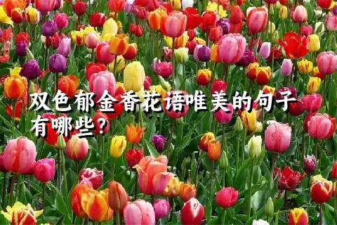 双色郁金香花语唯美的句子有哪些？