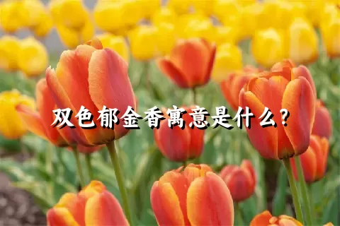 双色郁金香寓意是什么？
