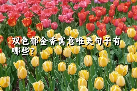 双色郁金香寓意唯美句子有哪些？