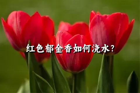 红色郁金香如何浇水？