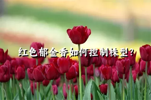 红色郁金香如何控制株型？