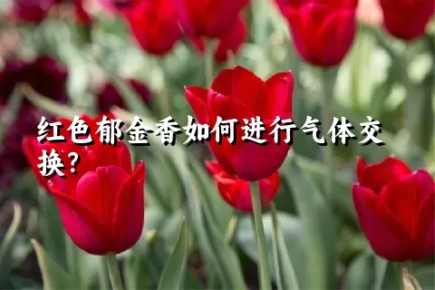 红色郁金香如何进行气体交换？