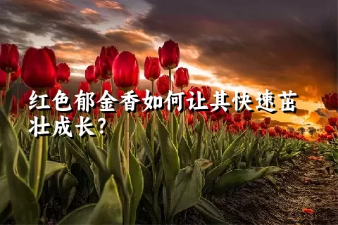 红色郁金香如何让其快速茁壮成长？