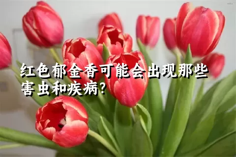 红色郁金香可能会出现那些害虫和疾病？