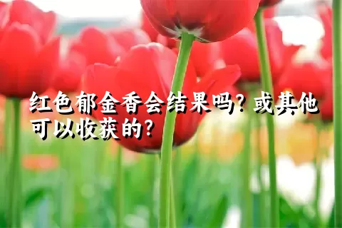 红色郁金香会结果吗？或其他可以收获的？