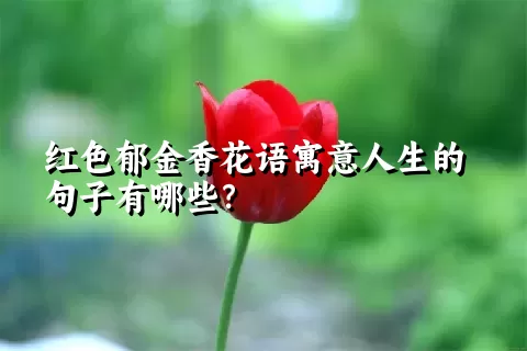 红色郁金香花语寓意人生的句子有哪些？
