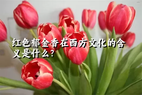 红色郁金香在西方文化的含义是什么？