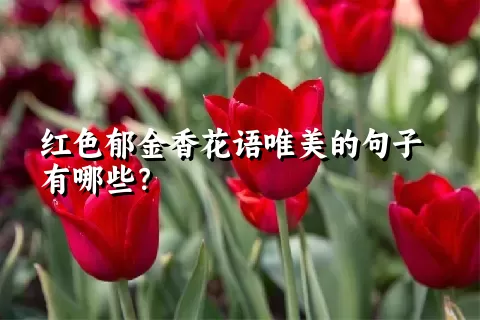 红色郁金香花语唯美的句子有哪些？