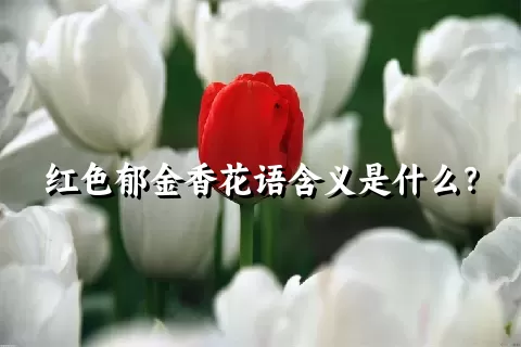红色郁金香花语含义是什么？