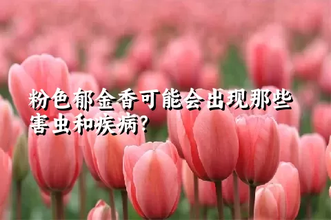 粉色郁金香可能会出现那些害虫和疾病？