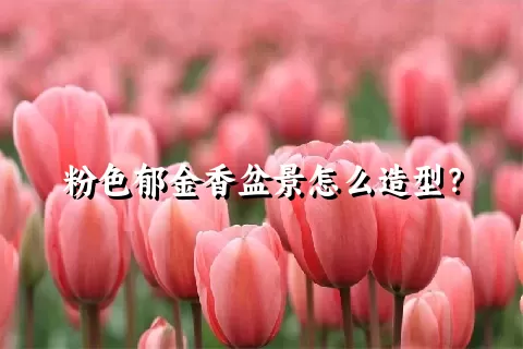 粉色郁金香盆景怎么造型？