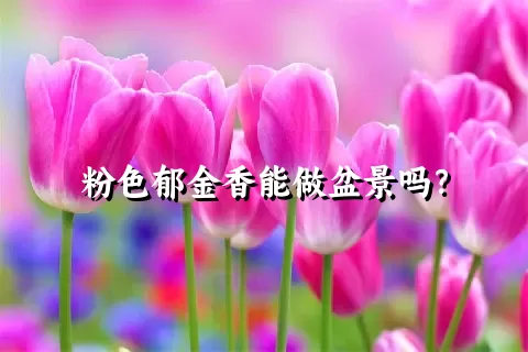 粉色郁金香能做盆景吗？