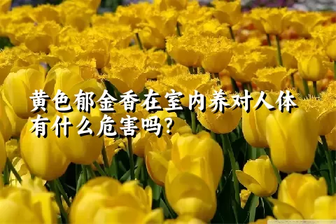 黄色郁金香在室内养对人体有什么危害吗？