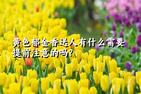 黄色郁金香送人有什么需要提前注意的吗？