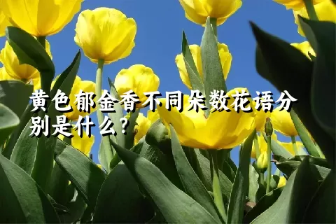 黄色郁金香不同朵数花语分别是什么？