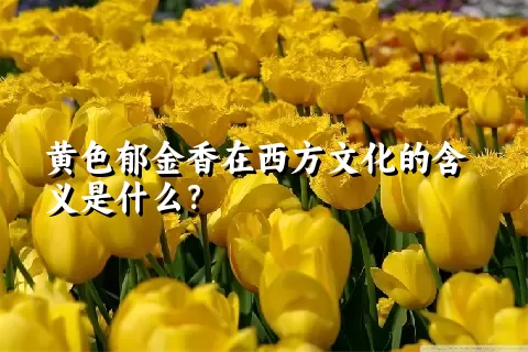 黄色郁金香在西方文化的含义是什么？