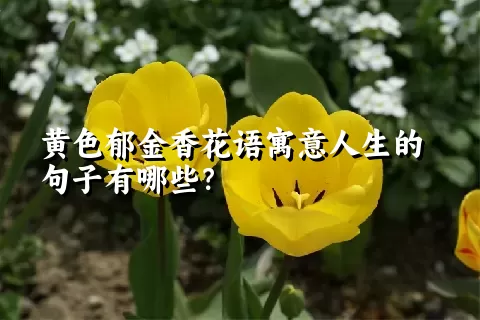 黄色郁金香花语寓意人生的句子有哪些？