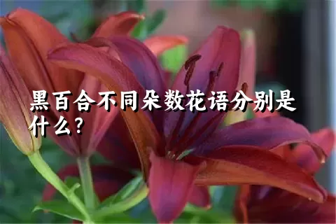 黑百合不同朵数花语分别是什么？