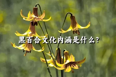 黑百合文化内涵是什么？