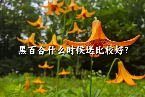 黑百合什么时候送比较好？