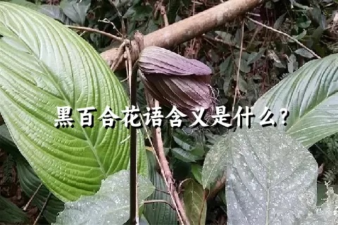黑百合花语含义是什么？