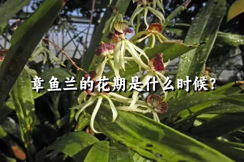 章鱼兰的花期是什么时候？