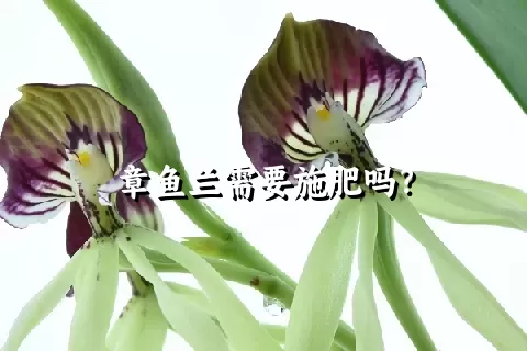 章鱼兰需要施肥吗？