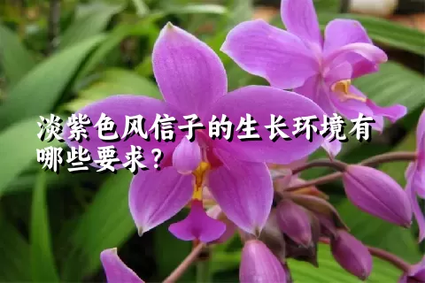 淡紫色风信子的生长环境有哪些要求？