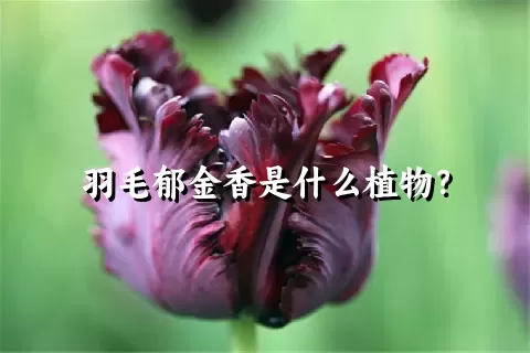 羽毛郁金香是什么植物？