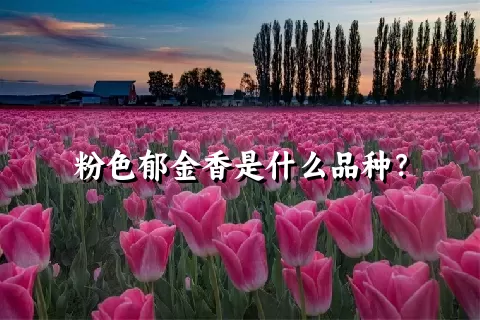 粉色郁金香是什么品种？