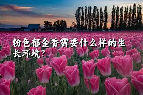粉色郁金香需要什么样的生长环境？