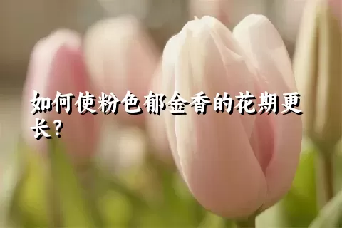 如何使粉色郁金香的花期更长？