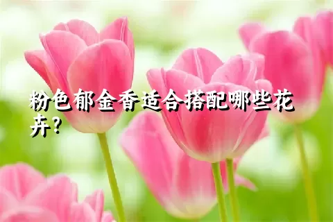 粉色郁金香适合搭配哪些花卉？