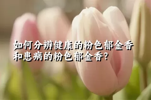 如何分辨健康的粉色郁金香和患病的粉色郁金香？