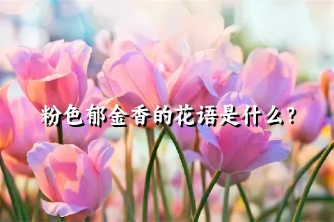 粉色郁金香的花语是什么？