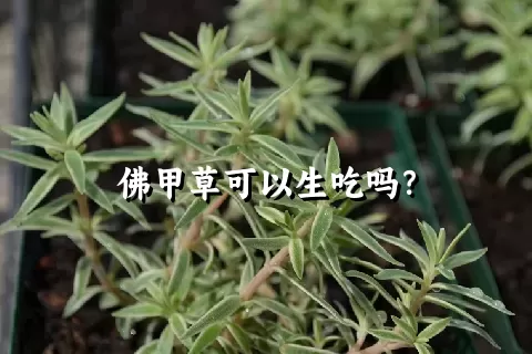 佛甲草可以生吃吗？