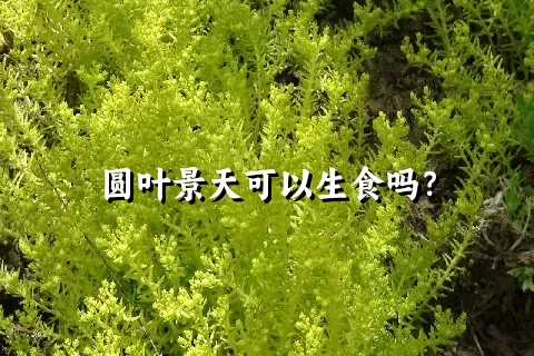 圆叶景天可以生食吗？