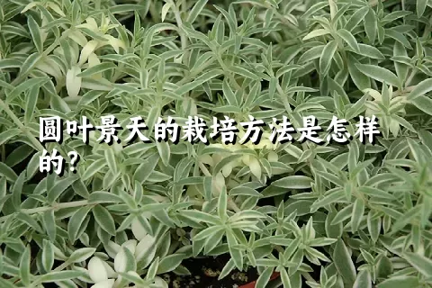 圆叶景天的栽培方法是怎样的？