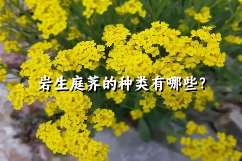 岩生庭荠的种类有哪些？