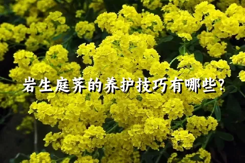 岩生庭荠的养护技巧有哪些？